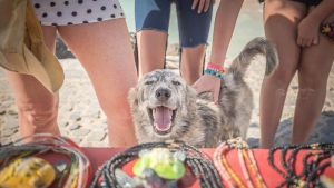 Illustration : "20 photos de chiens errants réalisées par un passionné et prouvant qu'ils continuent à sourire à la vie malgré sa difficulté"