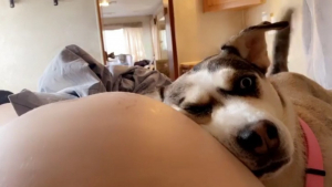 Illustration : "Vidéo : Depuis que sa maîtresse est enceinte, cette chienne passe son temps à écouter son ventre"