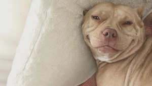 Illustration : "Confrontée à un passé douloureux, cette chienne affiche pourtant un sourire constant sur son visage (vidéo) "