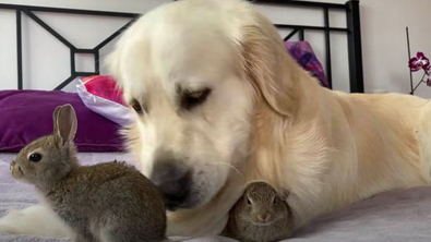 Illustration : Ce Golden Retriever devient une star des réseaux grâce à son amitié avec des bébés lapins 