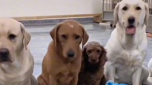 Illustration : "La vidéo adorable et hilarante de 5 chiens accusant leur ami de la bêtise constatée par leur maître"