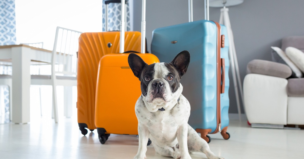 Voyager avec son chien nos conseils et règles à respecter