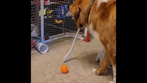Illustration : "Vidéo : passionné de hockey, ce chien est fou de joie lorsqu'il marque un but"