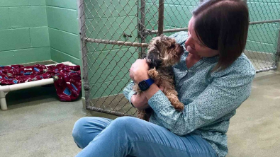 Illustration : Pepper, un Yorkshire Terrier perdu, est retrouvé 7 ans plus tard à 1600 km de chez lui