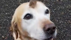 Illustration : "Une incroyable amitié entre un chien et un mulot fait fondre le cœur des internautes (vidéo)"