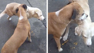 Illustration : "Vidéo : Moment de tendresse entre ce chien à 3 pattes qui n’arrive pas à se gratter le dos, et son ami canin qui lui donne un coup de main  "