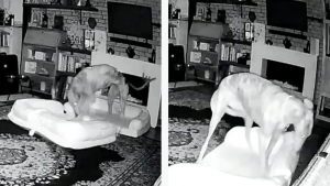 Illustration : "Une vidéo de surveillance virale montre un chien ingénieux construisant son propre lit double dans le salon de ses maîtres"