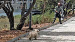 Illustration : "Effrayé, ce chien de 8 ans s’échappe sur la voie ferrée et fait courir derrière lui l’équipe de sauvetage pendant 5 heures ! "
