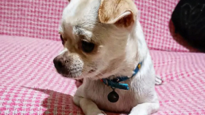 Illustration : "20 photos de Chihuahuas confirmant le dicton selon lequel 