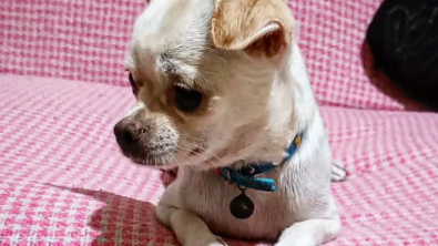 Illustration : 20 photos de Chihuahuas confirmant le dicton selon lequel "tout ce qui est petit est mignon"