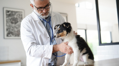 Illustration : "La première visite de son chiot chez le vétérinaire"