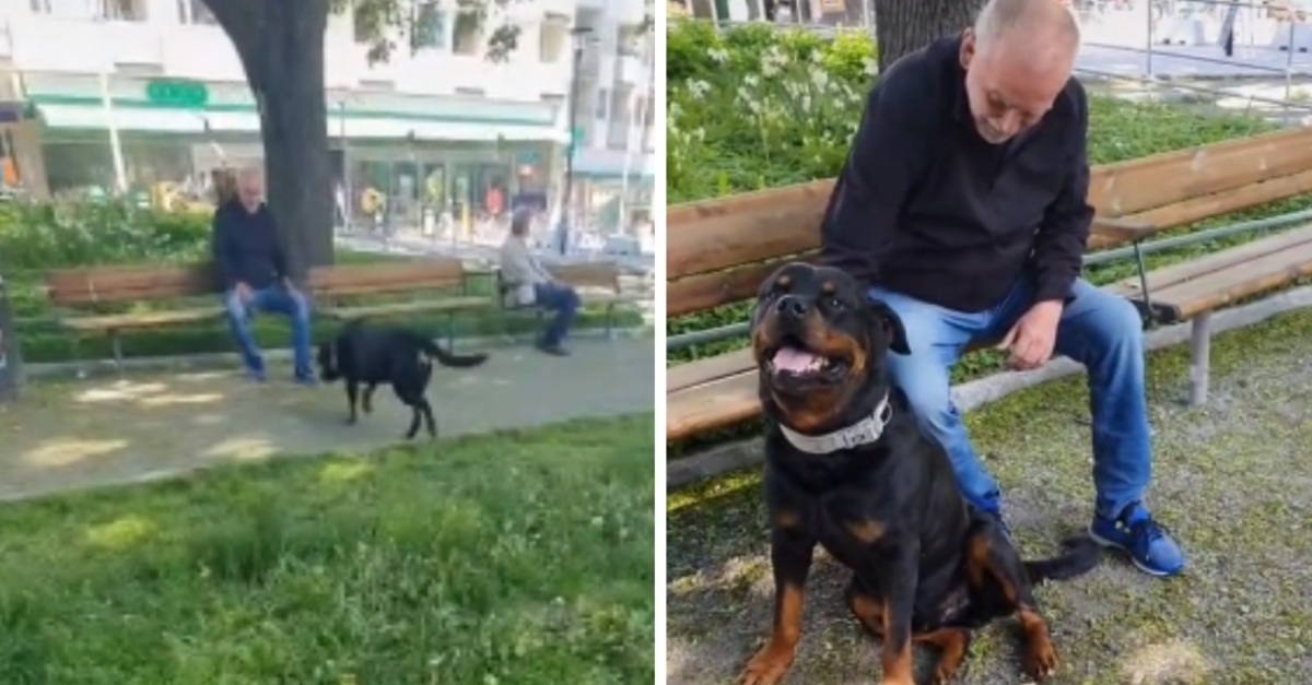 Dans l'Eure, un rottweiler a été retrouvé atrocement mutilé vendredi matin  au bord d'une route