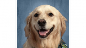 Illustration : "La photo de classe insolite : comment un Golden Retriever est devenu la mascotte d'une école publique"