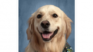 Illustration : La photo de classe insolite : comment un Golden Retriever est devenu la mascotte d'une école publique