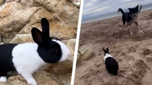 Illustration : "L'amitié insolite entre un lapin et un chien fait sensation sur une plage (vidéo)"