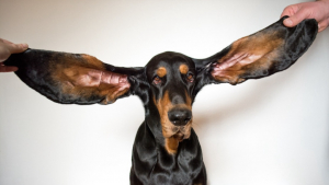 Illustration : "Un chien Coonhound bat le record du monde Guinness des oreilles les plus longues"