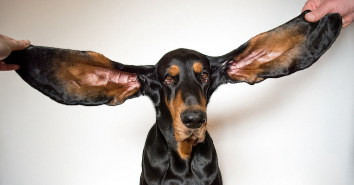 Un chien Coonhound bat le record du monde Guinness des oreilles les plus longues