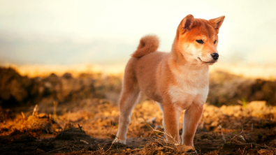 Illustration : "Shiba Inu"