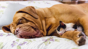 Illustration : "19 photos attendrissantes de chiens laissant volontiers leurs amis félins se blottir contre eux pour dormir"