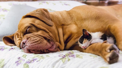 Illustration : "19 photos attendrissantes de chiens laissant volontiers leurs amis félins se blottir contre eux pour dormir"