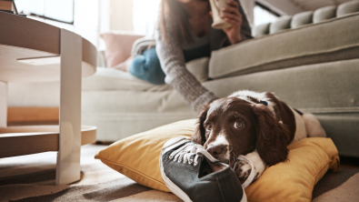 Illustration : L'hypersensibilité chez le chien