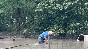 Illustration : "Ce directeur de refuge a tout mis en oeuvre pour tenter de sauver un chien piégé dans un jardin inondé"