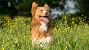 Illustration : "Célébrez le retour des beaux jours avec votre chien grâce à cette sélection de must have aux accents printaniers"