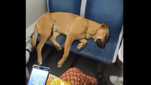 Illustration : "Un chien endormi sur les sièges d’un métro bondé attendrit les passagers, qui n'osent pas le déranger (vidéo)"