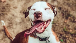 Illustration : "14 photos de chiens vous offrant leurs plus beaux sourires pour booster votre bonne humeur"