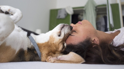 Illustration : Découvrez comment surveiller sereinement la santé de votre chien grâce à l'application NeoVoice