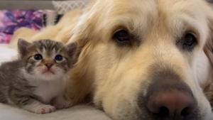 Illustration : "Bailey, le célèbre Golden Retriever, se lie d'amitié avec un adorable chaton orphelin"