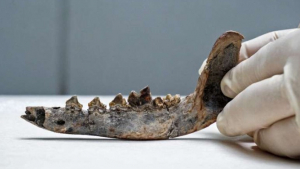 Illustration : "Une mâchoire fossilisée, retrouvée il y a plus de 30 ans, pourrait être celle du plus ancien chien du continent américain"
