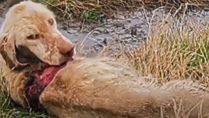Illustration : "Des villageois découvrent un chien de chasse dans un bien triste état et appellent une association locale à l’aide (vidéo)"
