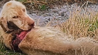 Illustration : Des villageois découvrent un chien de chasse dans un bien triste état et appellent une association locale à l’aide (vidéo)