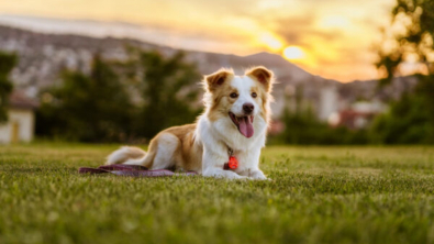 Illustration : "Protéger votre chien des tiques et des puces avec Tickless, une solution écologique et non toxique"