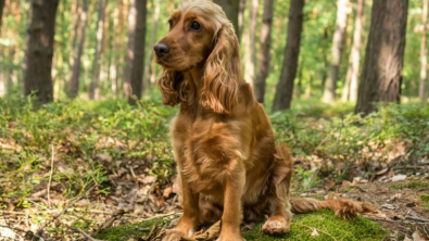 Illustration : "11 races de chiens célèbres ou moins connues venant d'Angleterre"