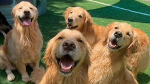 Illustration : "20 photos de chiens tout heureux de poser en compagnie de leurs sosies"