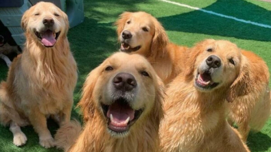 Illustration : "20 photos de chiens tout heureux de poser en compagnie de leurs sosies"