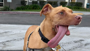 Illustration : "Grâce à un refuge, un chien, qui a la langue qui pend hors de sa bouche, peut maintenant profiter de sa meilleure vie "