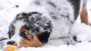 Illustration : "12 photos de chiens laissant libre cours à leur joie en jouant dans la neige"
