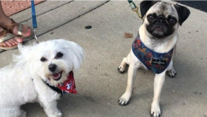 Illustration : "Charly le Bichon Maltais et Peggy le Carlin deviennent des stars de TikTok grâce à leur complicité unique (vidéo)"