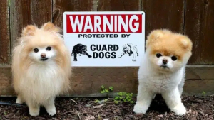 Illustration : "12 chiens avec un panneau prévenant de leur présence mais avec qui on ne risque qu'une attaque de bisous"