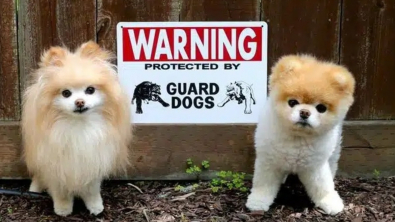 Illustration : "12 chiens avec un panneau prévenant de leur présence mais avec qui on ne risque qu'une attaque de bisous"