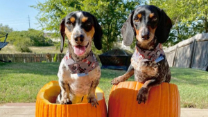 Illustration : "9 photos de chiens ayant élu domicile dans des citrouilles et qui n'en ressortiront pas de sitôt"