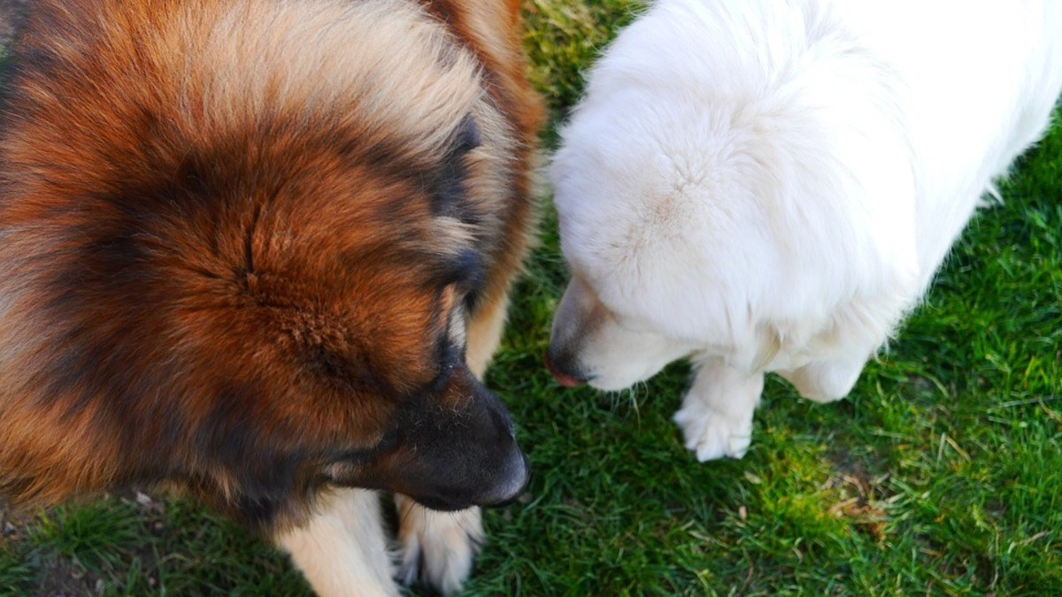 Stériliser son chien les questions à se poser avant de prendre sa décision