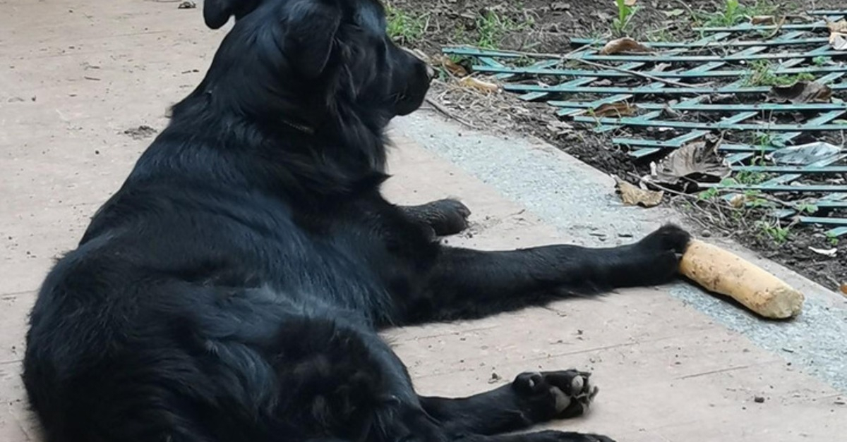 9 photos montrant que les chiens suivent parfois une logique qui nous — free download