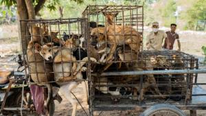 Illustration : "Le sauvetage de 61 chiens, promis à l’abattoir, est le signe d’une avancée majeure dans l’interdiction de la consommation de viande chien au Cambodge"
