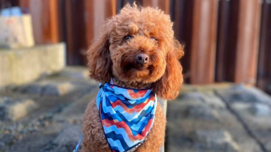 Illustration : Perdu, Burrito, le chien star des réseaux sociaux, a été retrouvé par des promeneurs alors qu’il était épuisé et affamé !