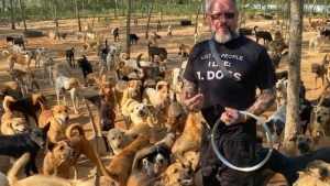 Illustration : "Ce restaurateur suédois, installé en Thaïlande, y a créé un refuge qui a déjà pu venir en aide à plus de 2 000 chiens et chats errants"