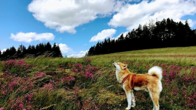 Illustration : "20 photos des plus beaux sites visités par Aiyuki, Akita Inu passionné de randonnée"